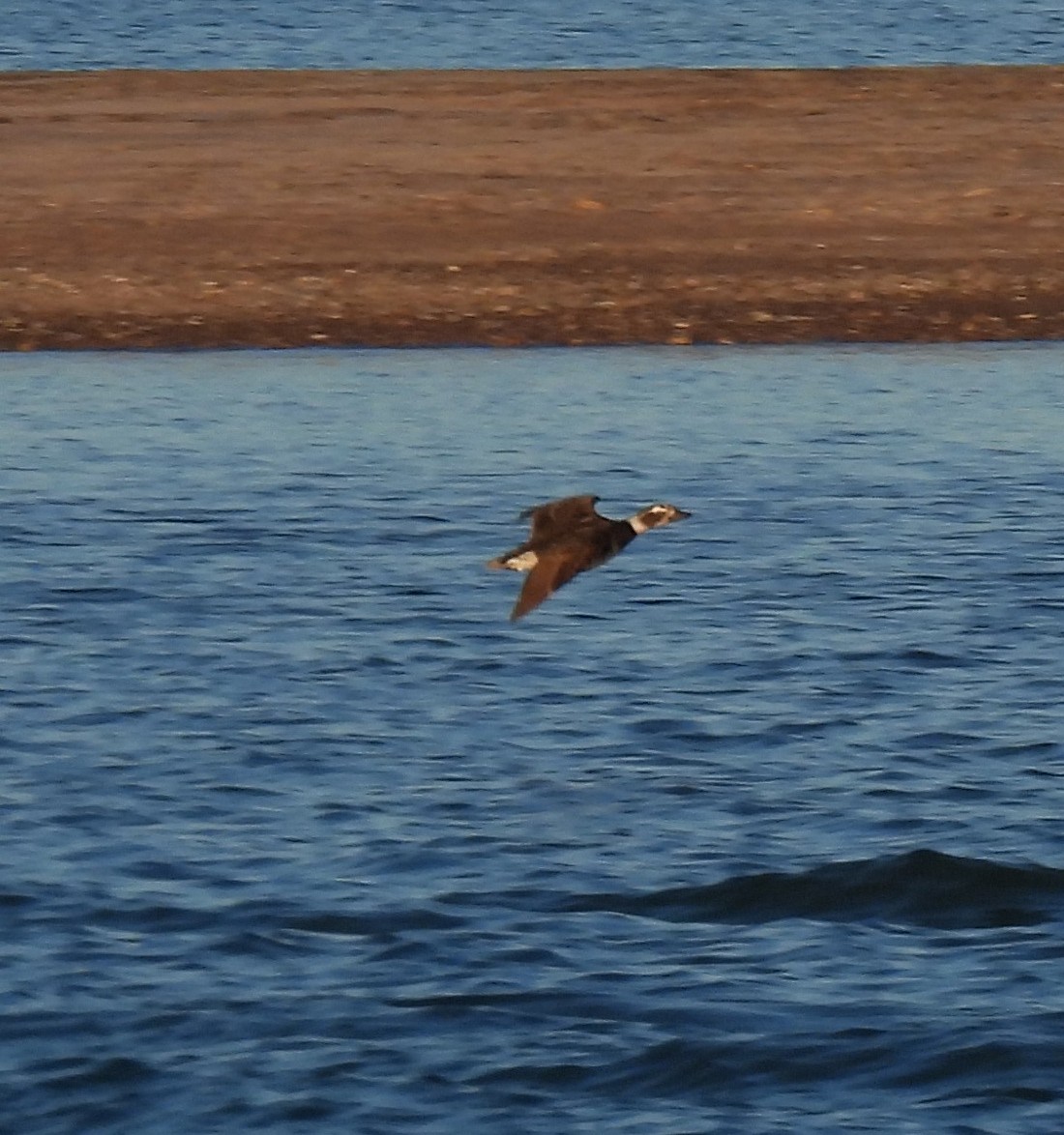 Long-tailed Duck - ML609891682