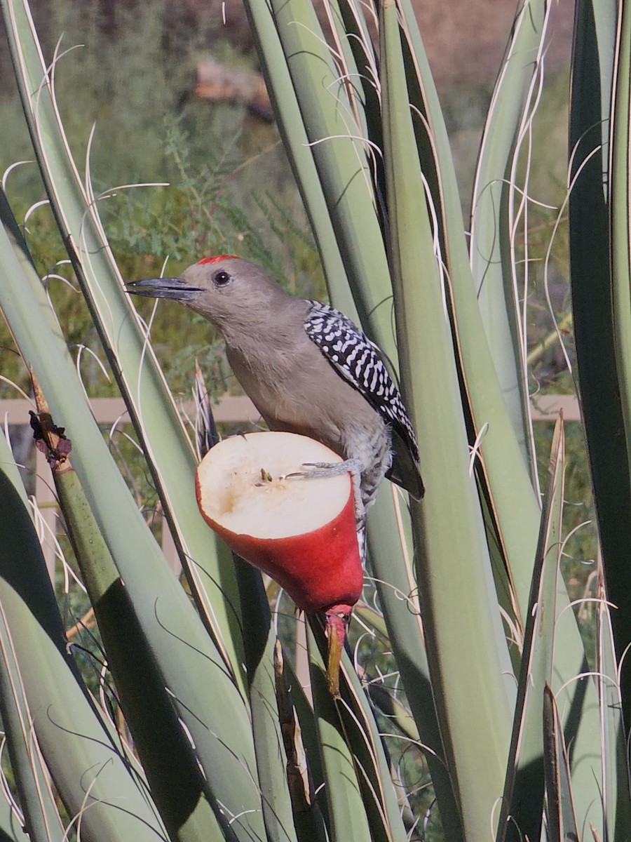 Gila Woodpecker - ML609891683