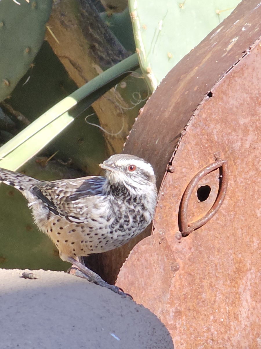 Cactus Wren - ML609891696