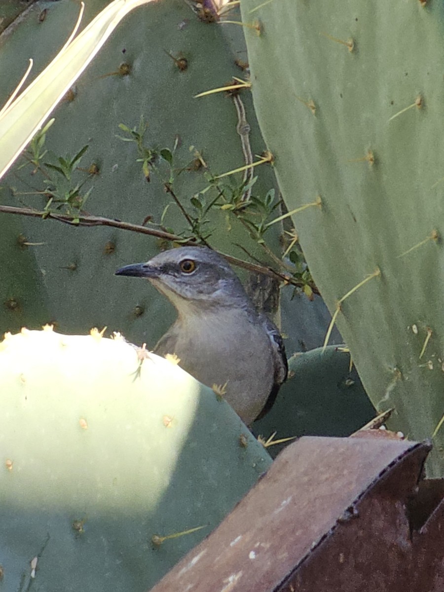 Northern Mockingbird - ML609891703