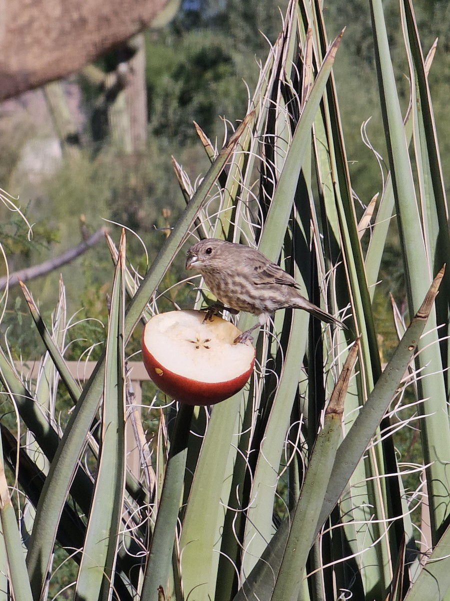 House Finch - ML609891706