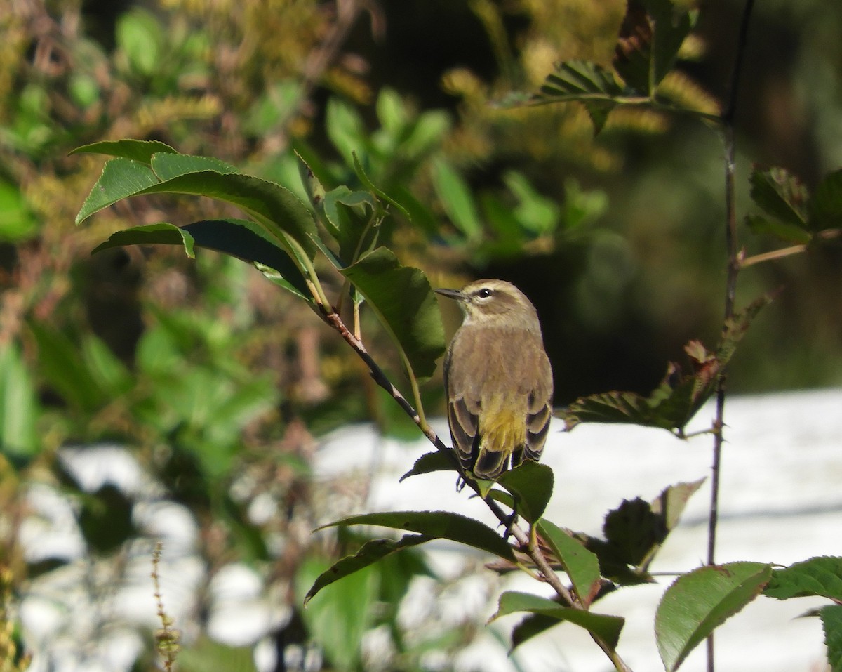 Palm Warbler - ML609891739