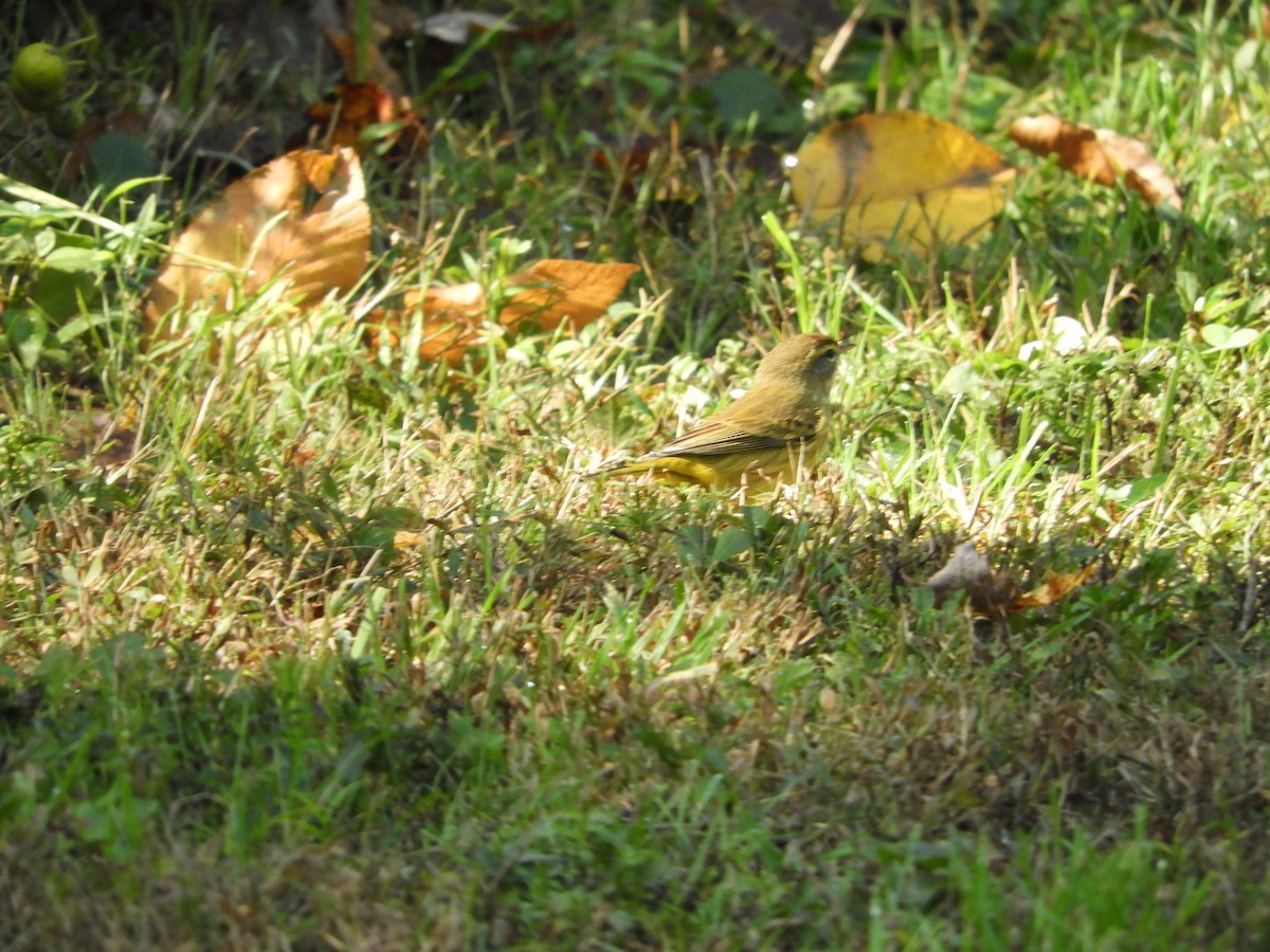 Palm Warbler - ML609891740
