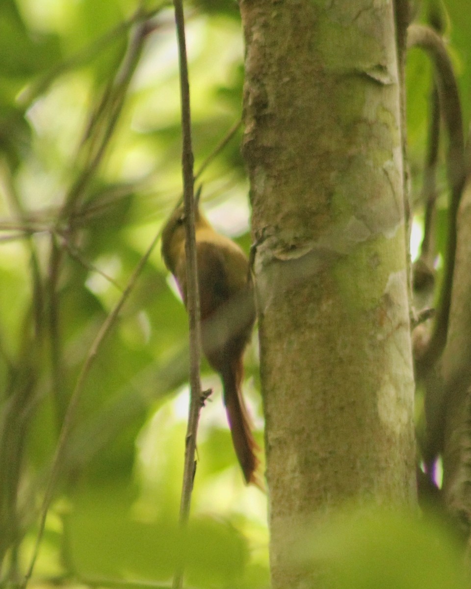 Olivaceous Woodcreeper (Olivaceous) - ML609891742