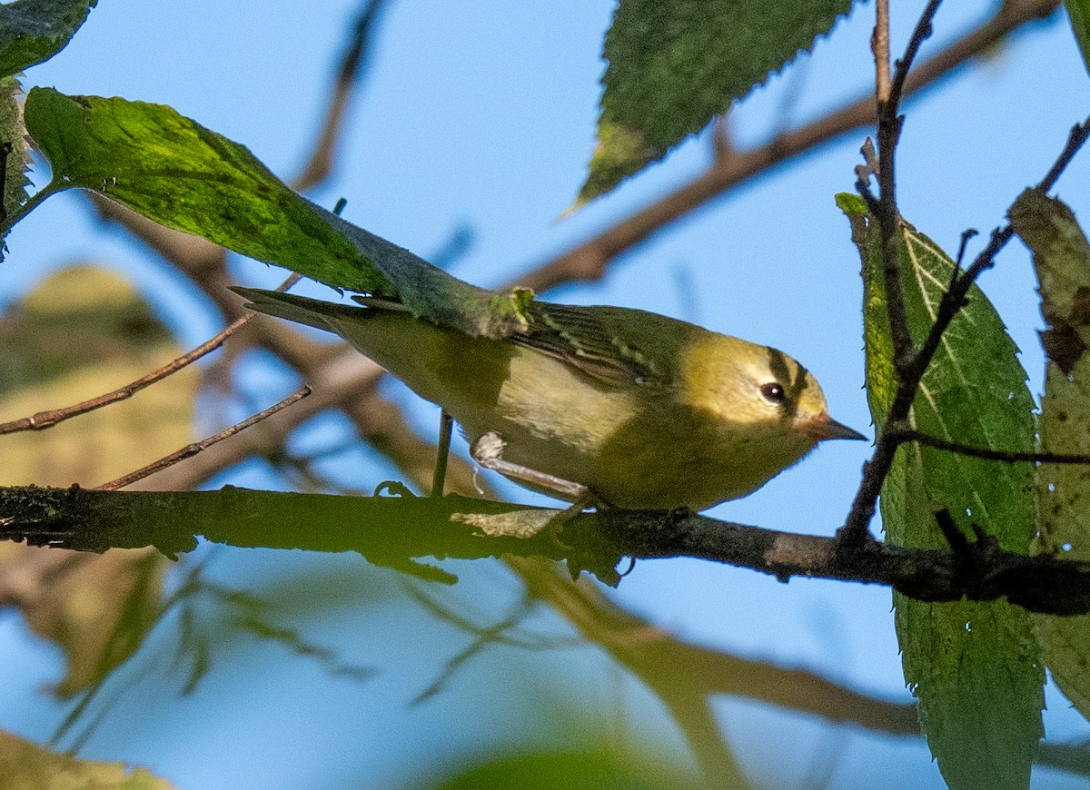 Tennessee Warbler - ML609891786