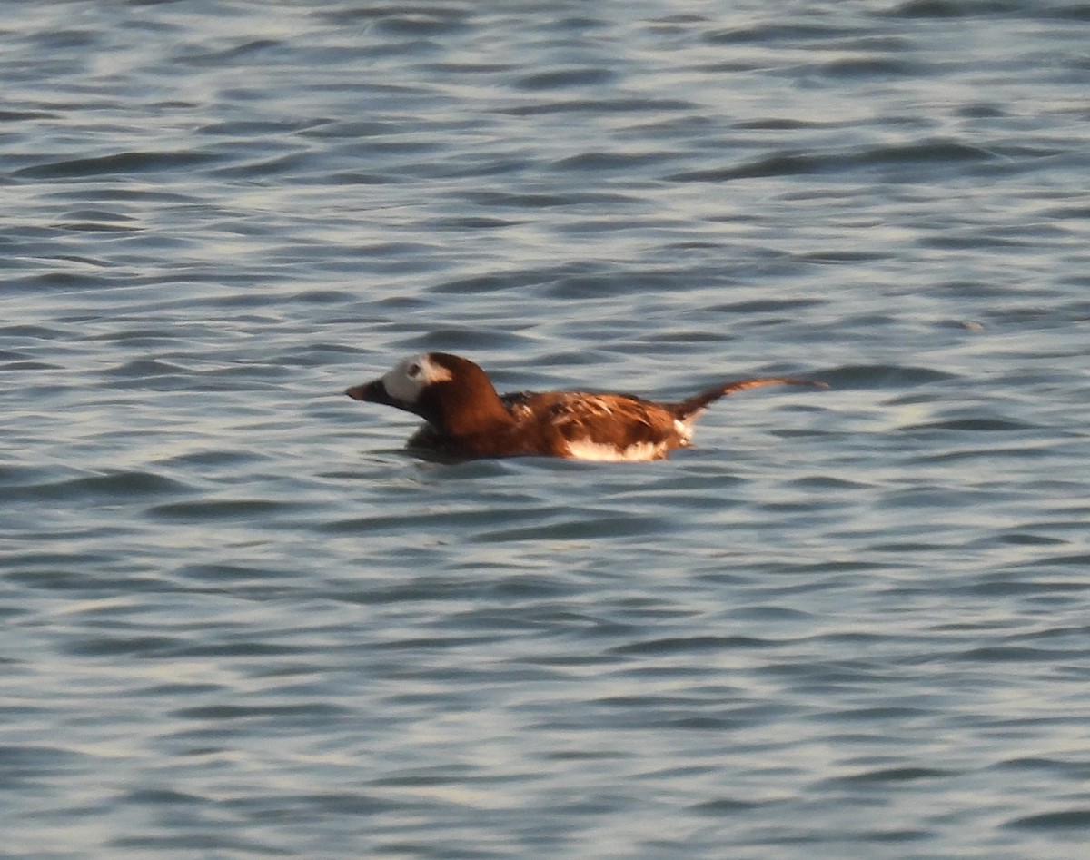 Long-tailed Duck - ML609891794