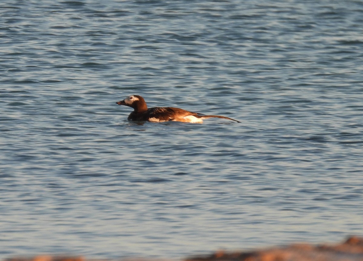 Long-tailed Duck - ML609891795