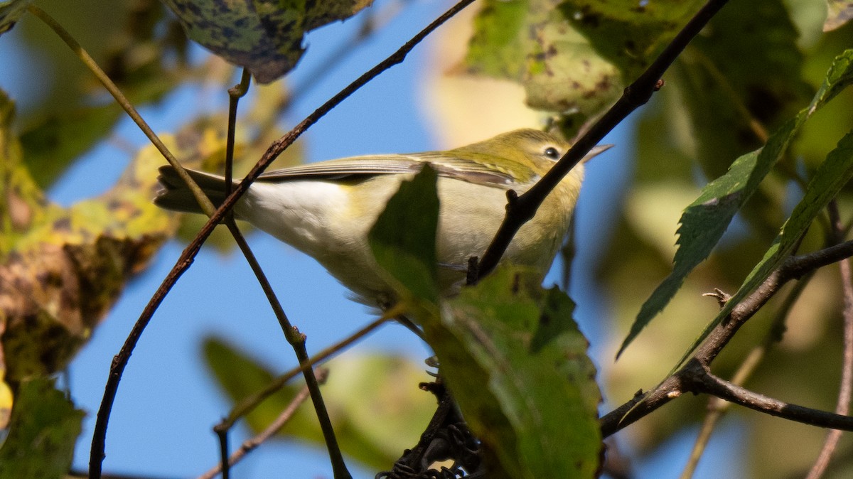 Tennessee Warbler - ML609891819