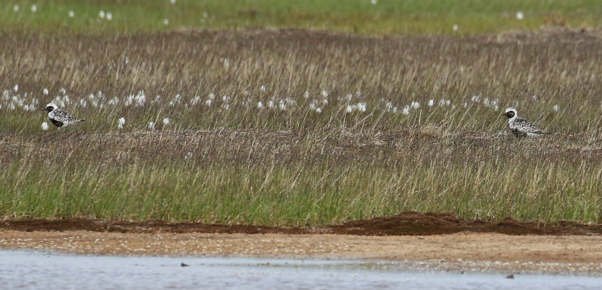 Black-bellied Plover - ML609891872