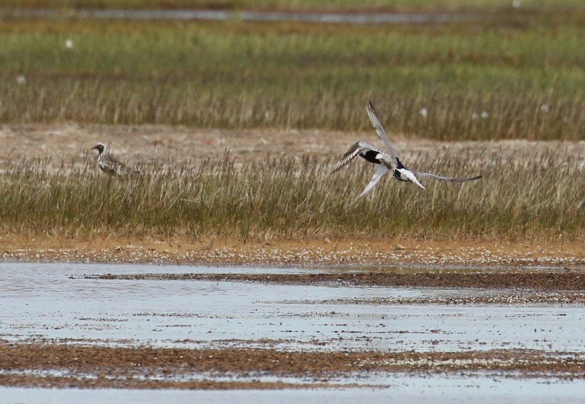 Black-bellied Plover - ML609891873