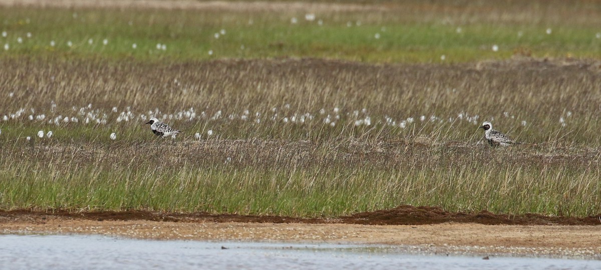 Black-bellied Plover - ML609891874