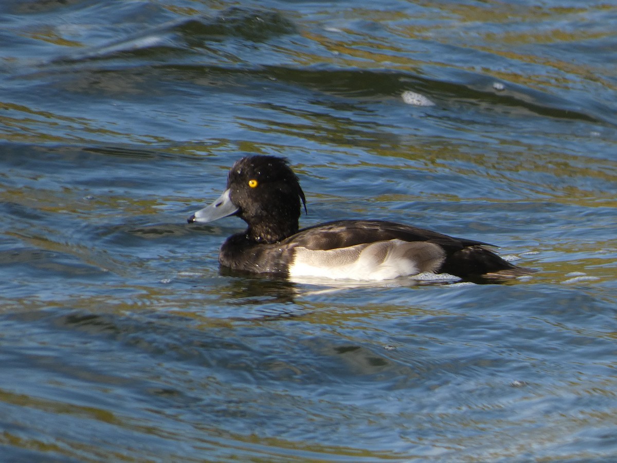 Tufted Duck - Mike Tuer