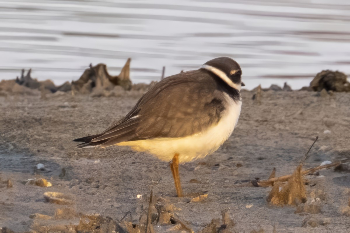 Common Ringed Plover - Caleb Myers