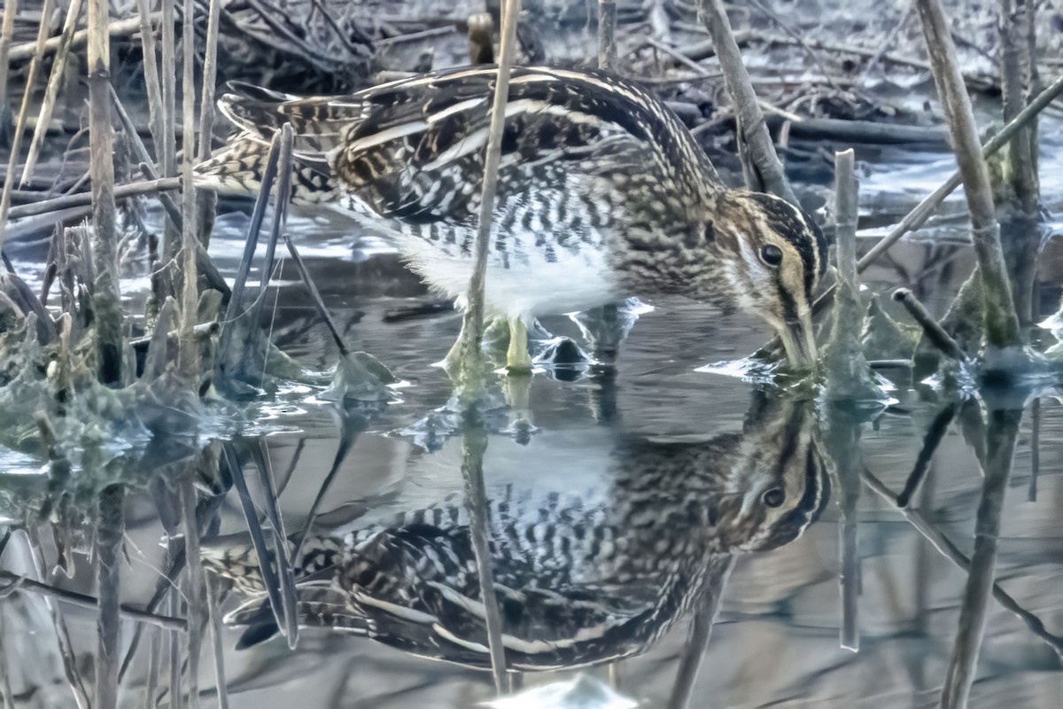 Common Snipe - ML609892090