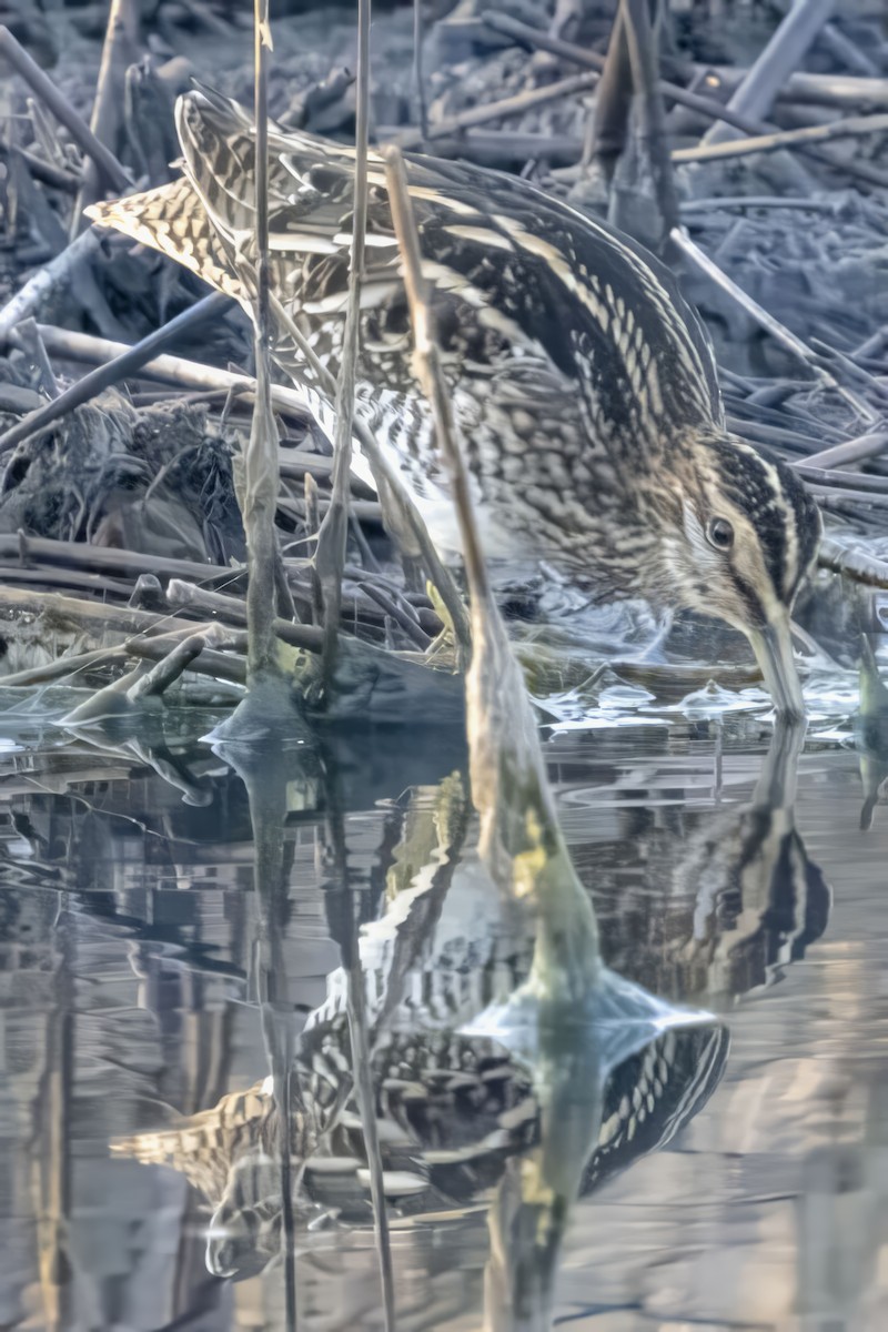 Common Snipe - ML609892110