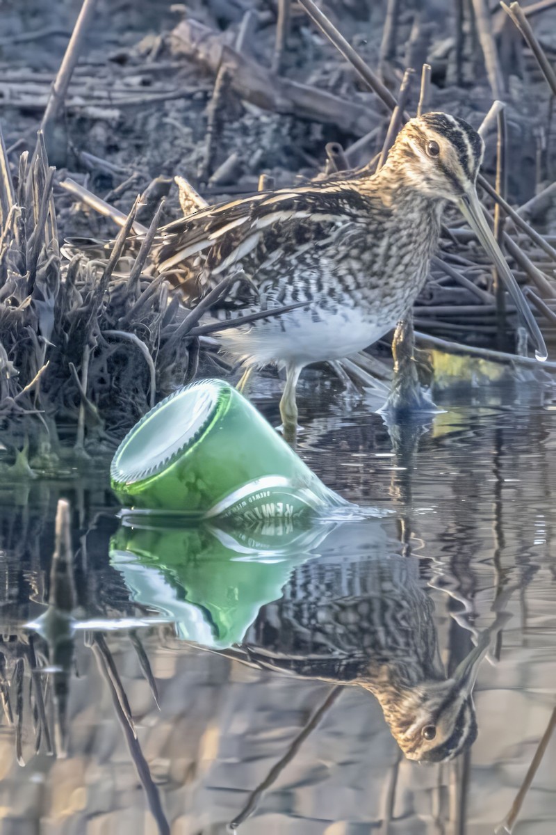 Common Snipe - ML609892111