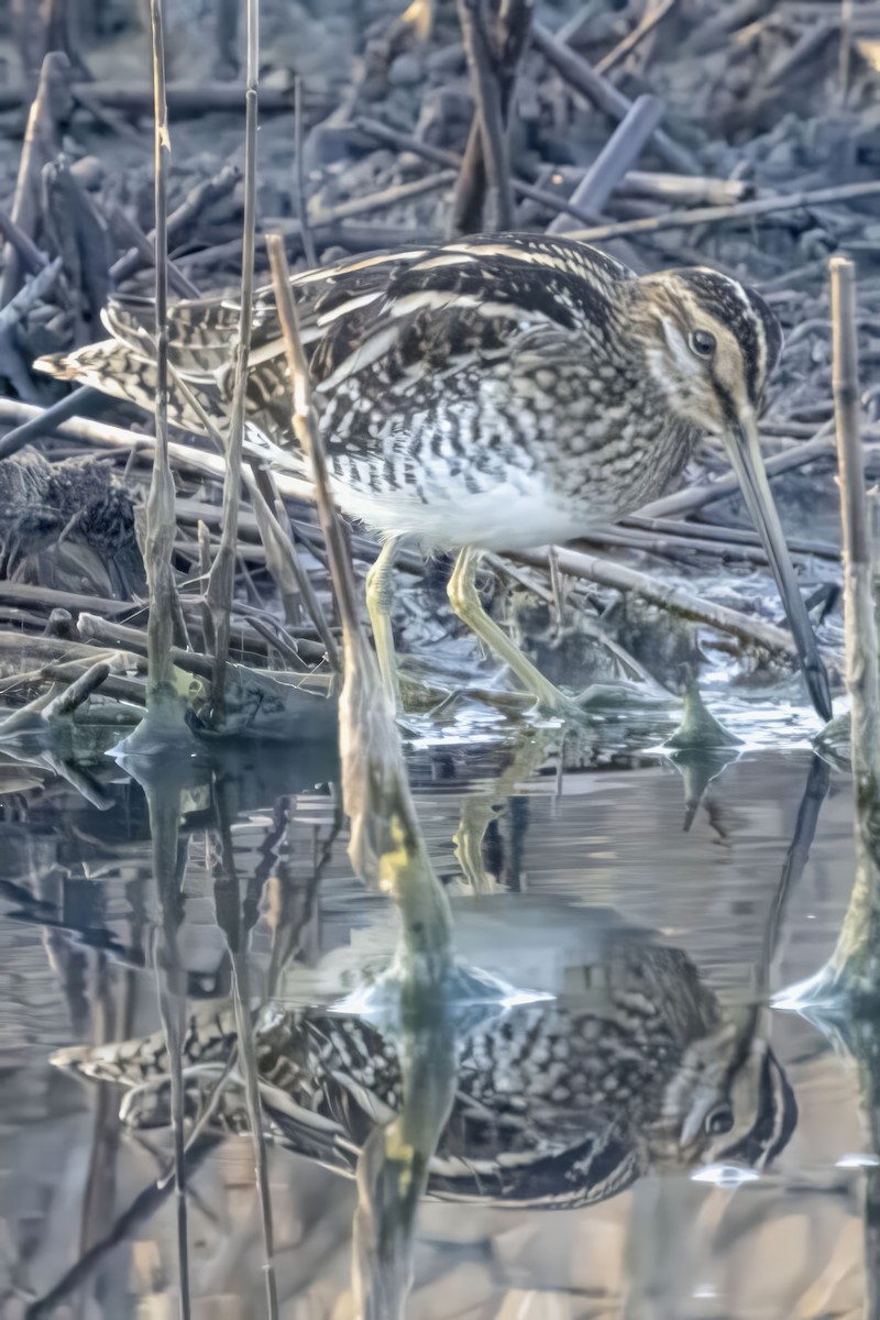 Common Snipe - ML609892112