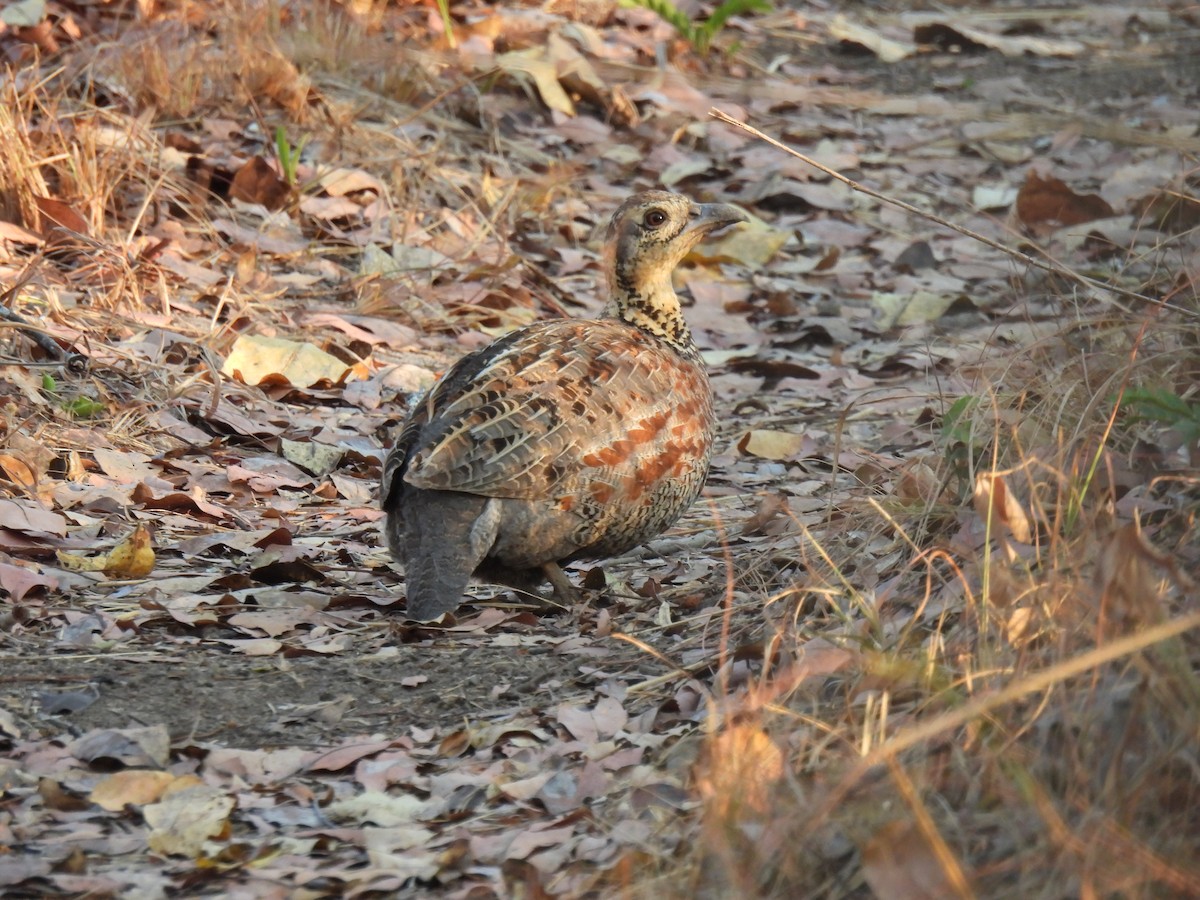 Whyte's Francolin - ML609892318