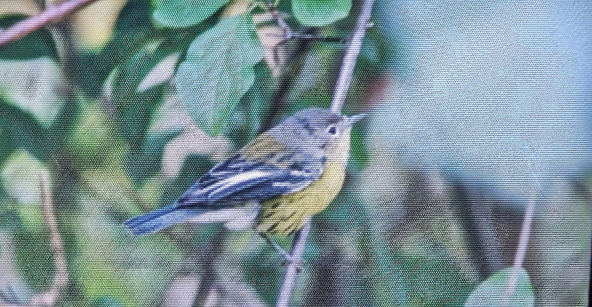 Magnolia Warbler - ML609892320