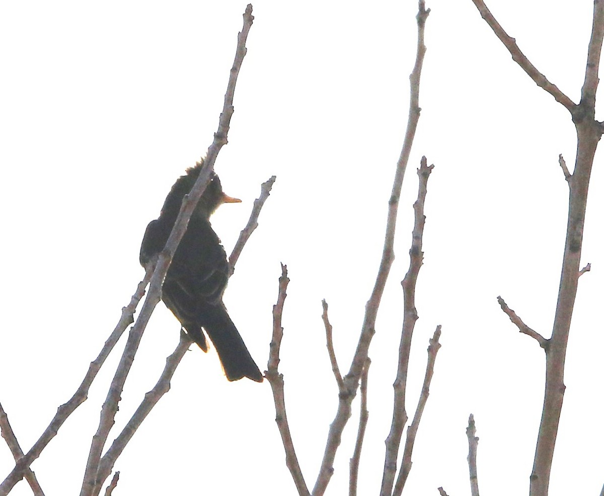 Greater Pewee - ML609892370