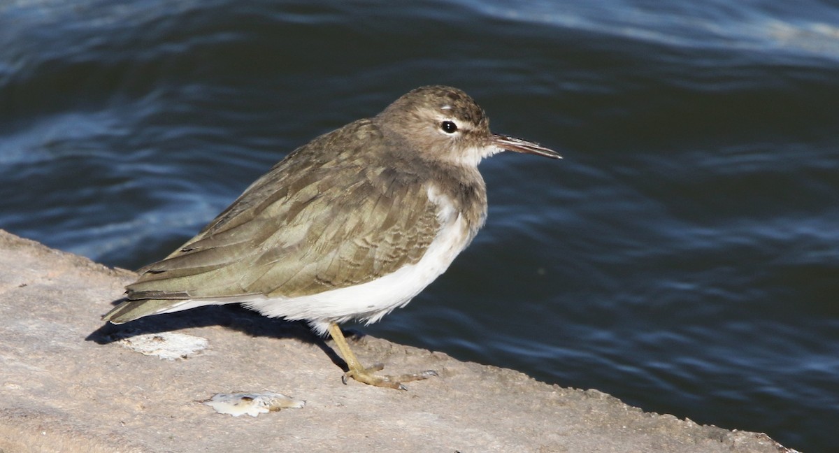 Spotted Sandpiper - ML609892371