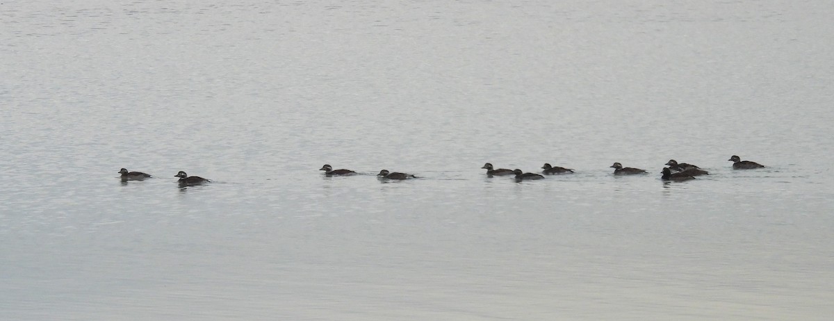 Long-tailed Duck - ML609892377