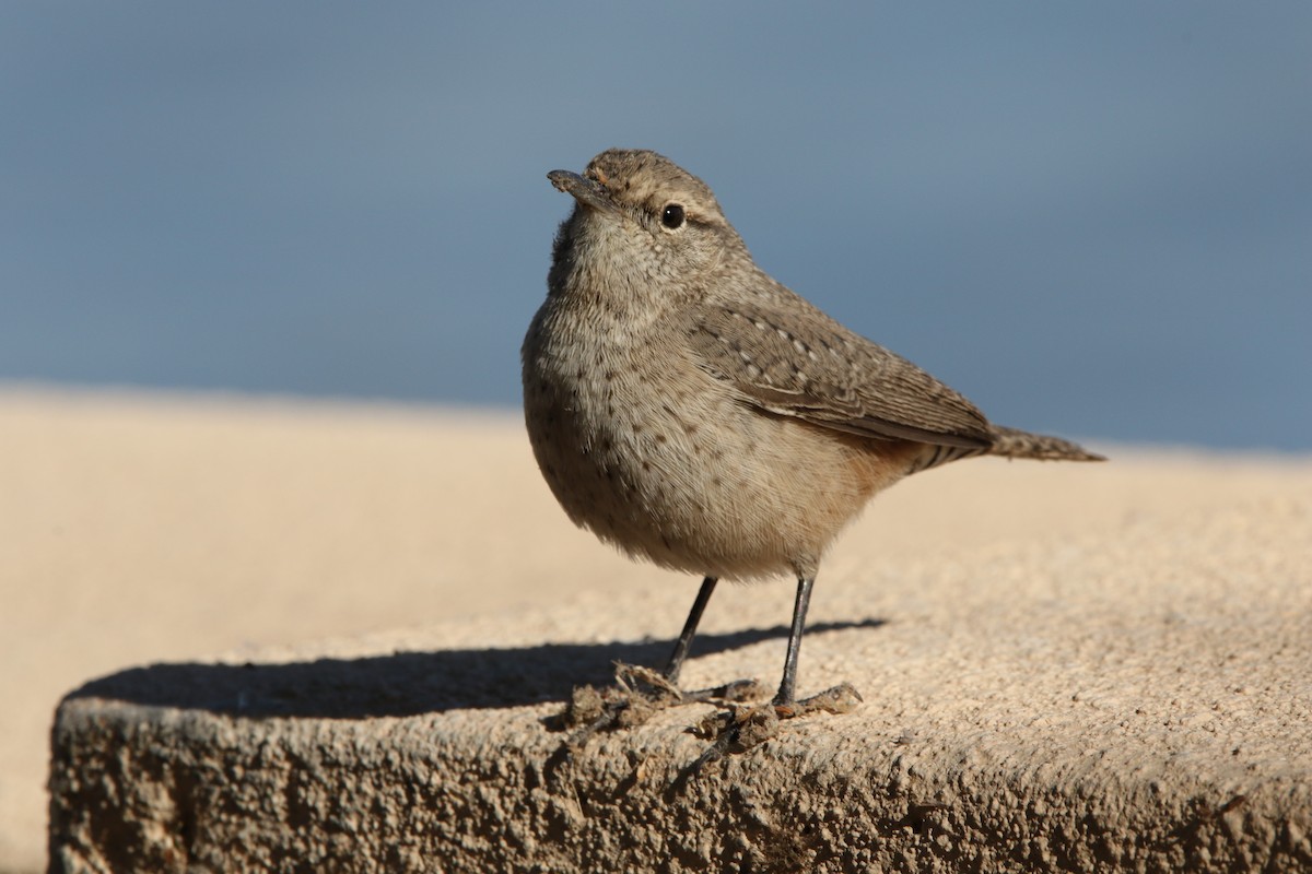 Rock Wren - ML609892379