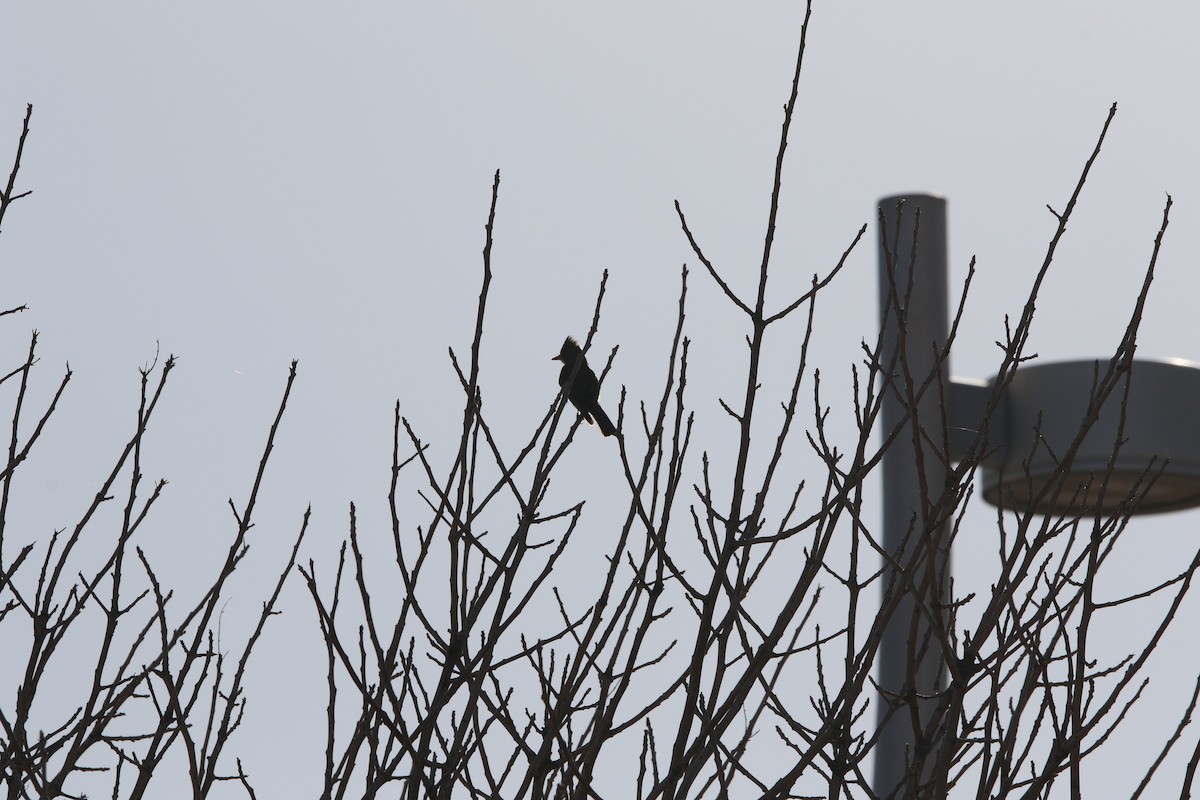 Greater Pewee - ML609892407