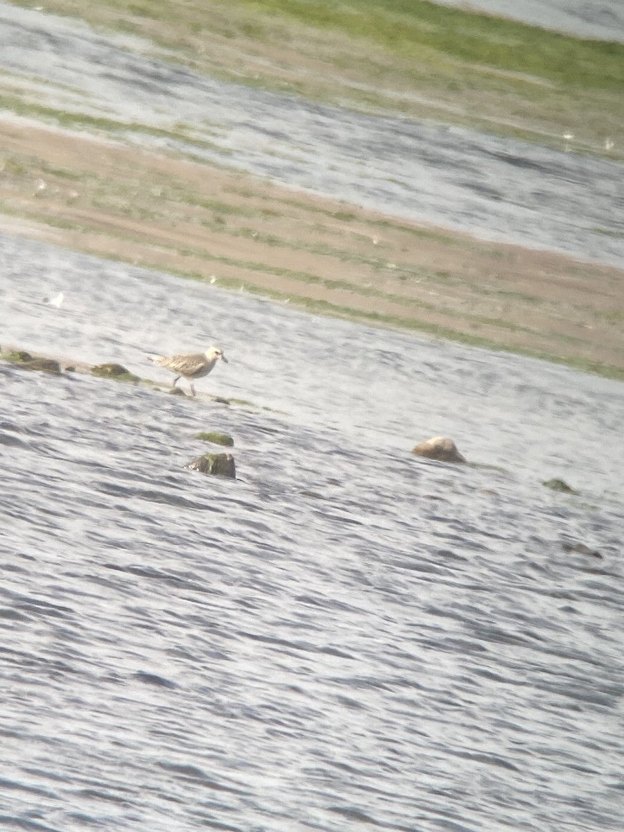 Black-bellied Plover - ML609892502