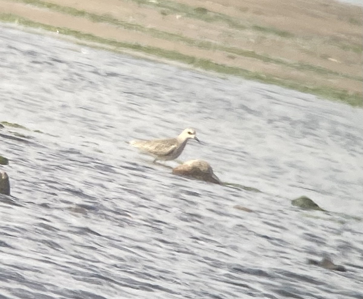 Black-bellied Plover - ML609892503