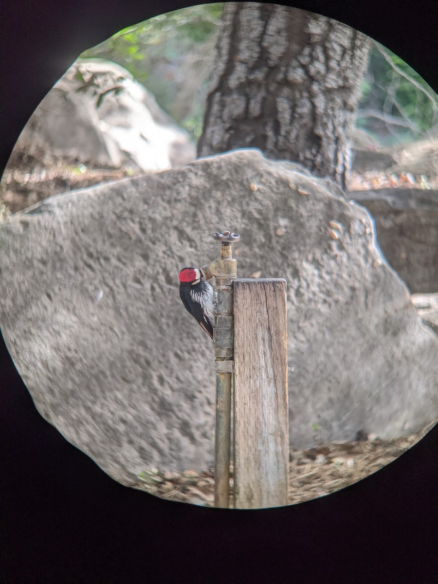 Acorn Woodpecker - ML609892520