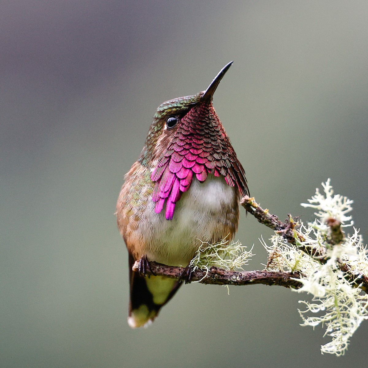 Wine-throated Hummingbird - Juan Degetau Sada