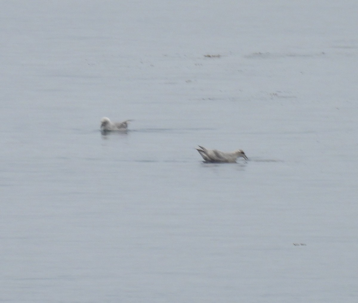 Fulmar boréal - ML609892773