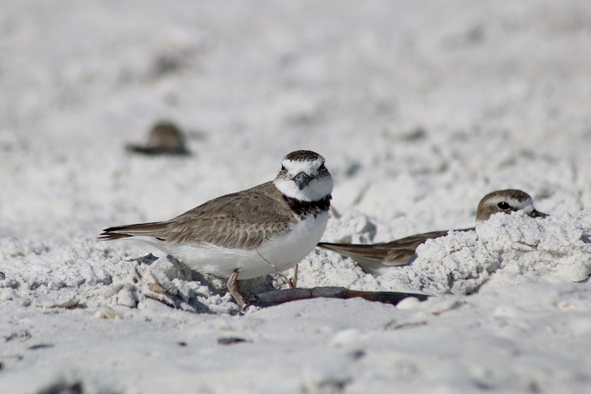 Wilson's Plover - Jack Kew