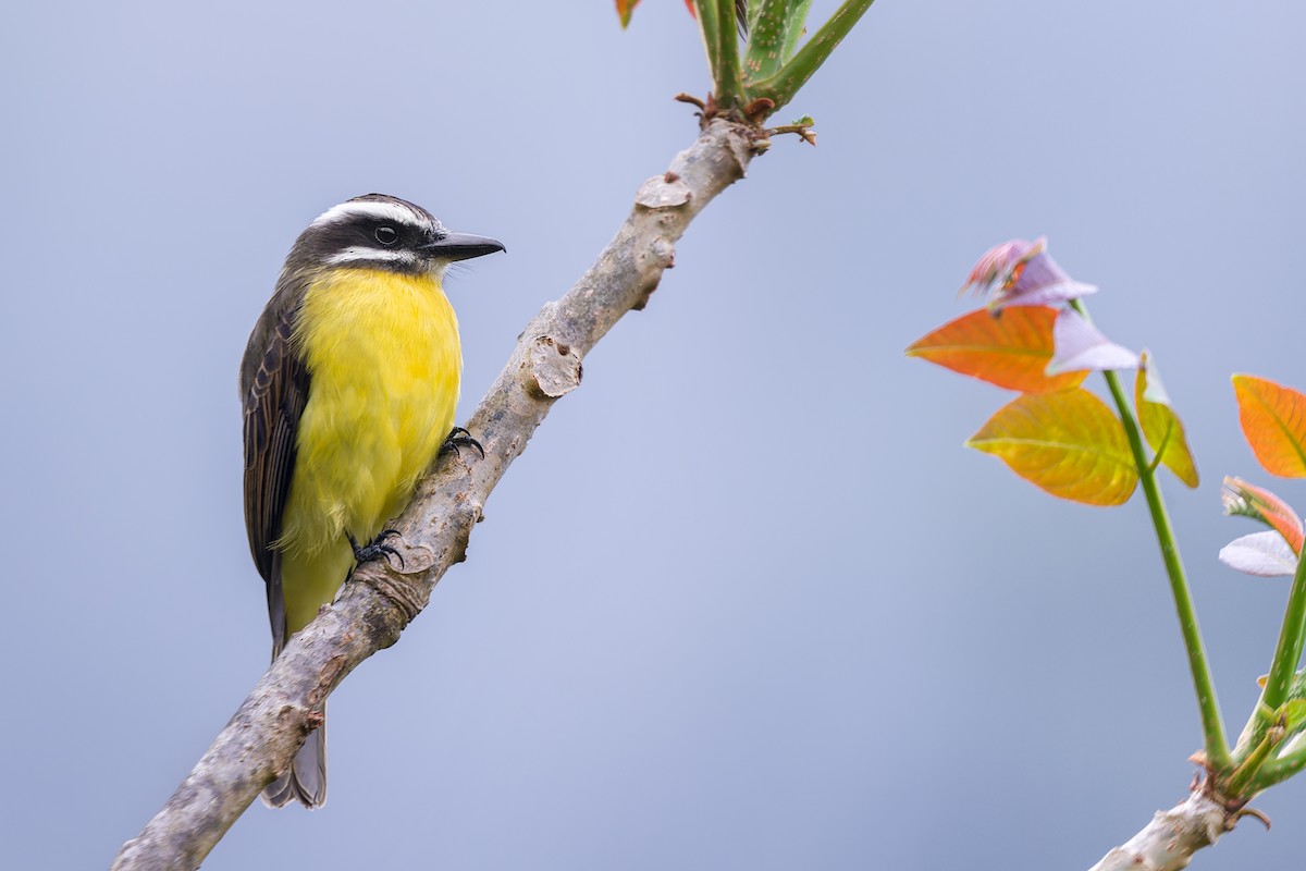 Golden-bellied Flycatcher - Leonardo Valverde