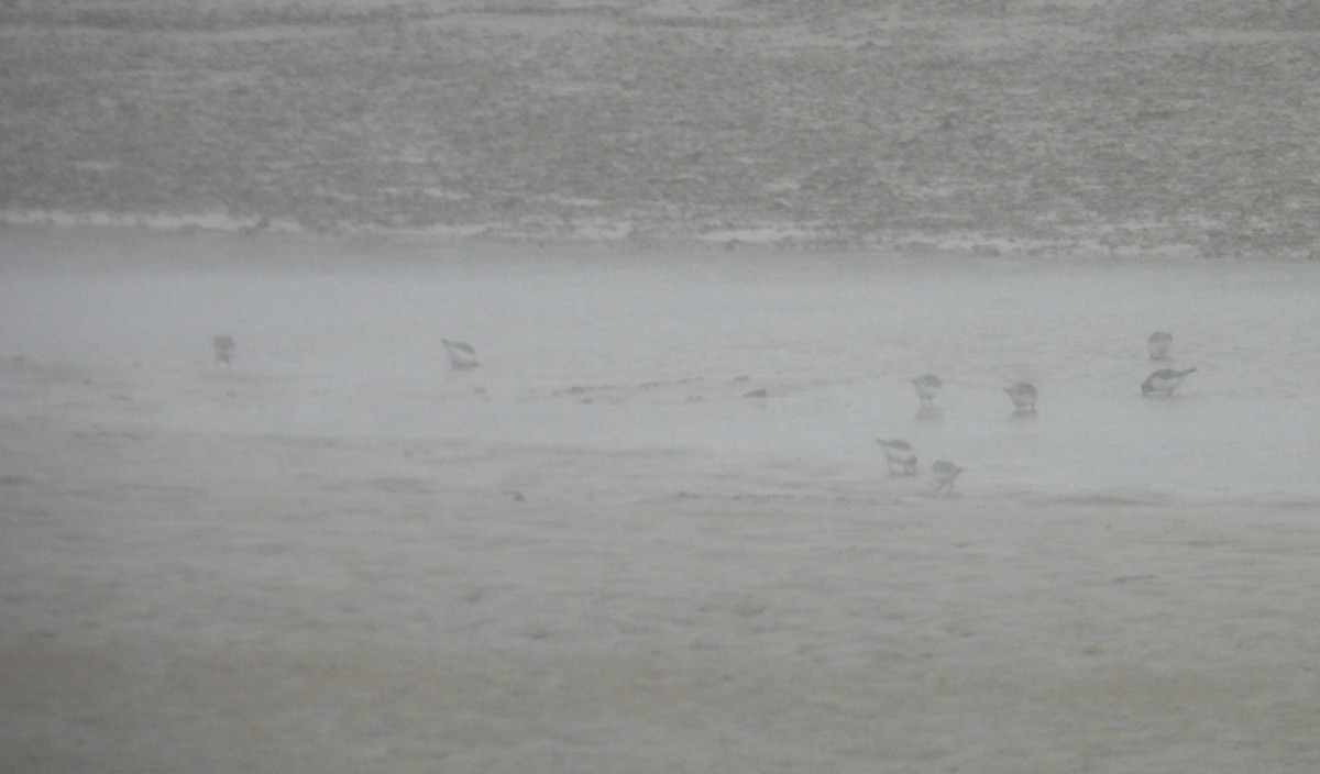 Bécasseau sanderling - ML609893062