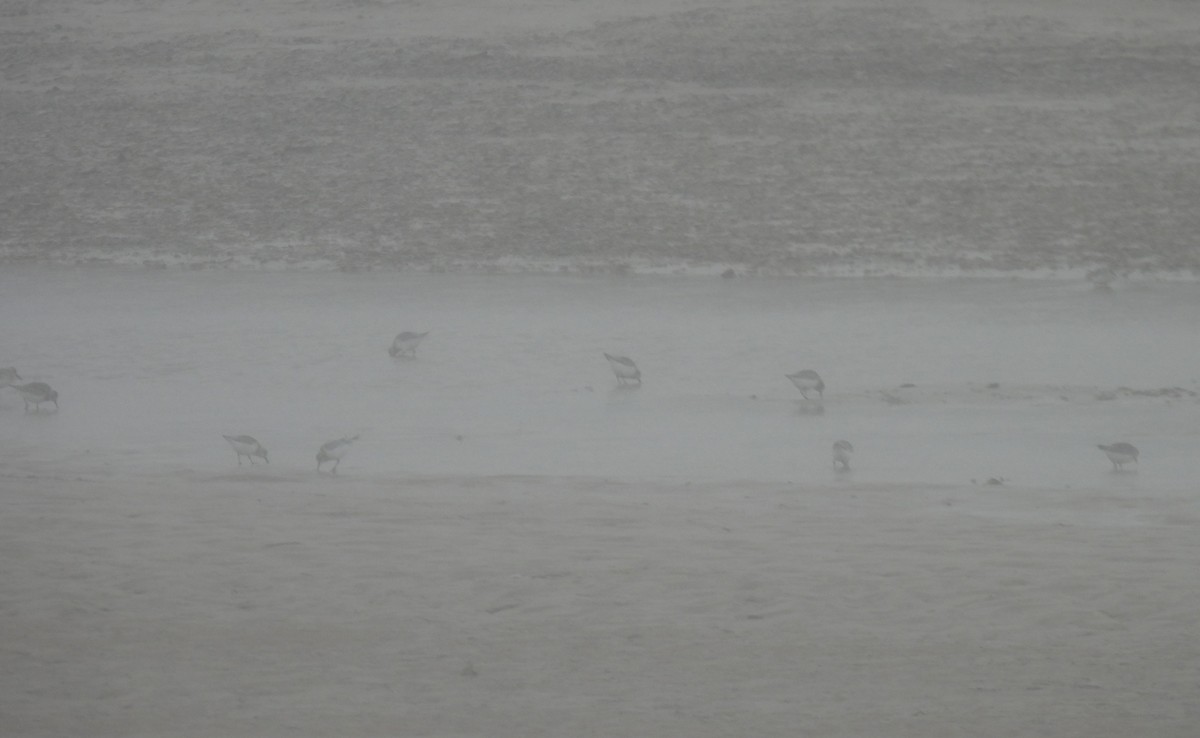 Bécasseau sanderling - ML609893063