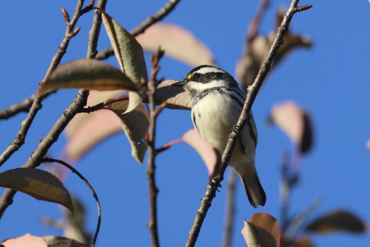 Black-throated Gray Warbler - ML609893113