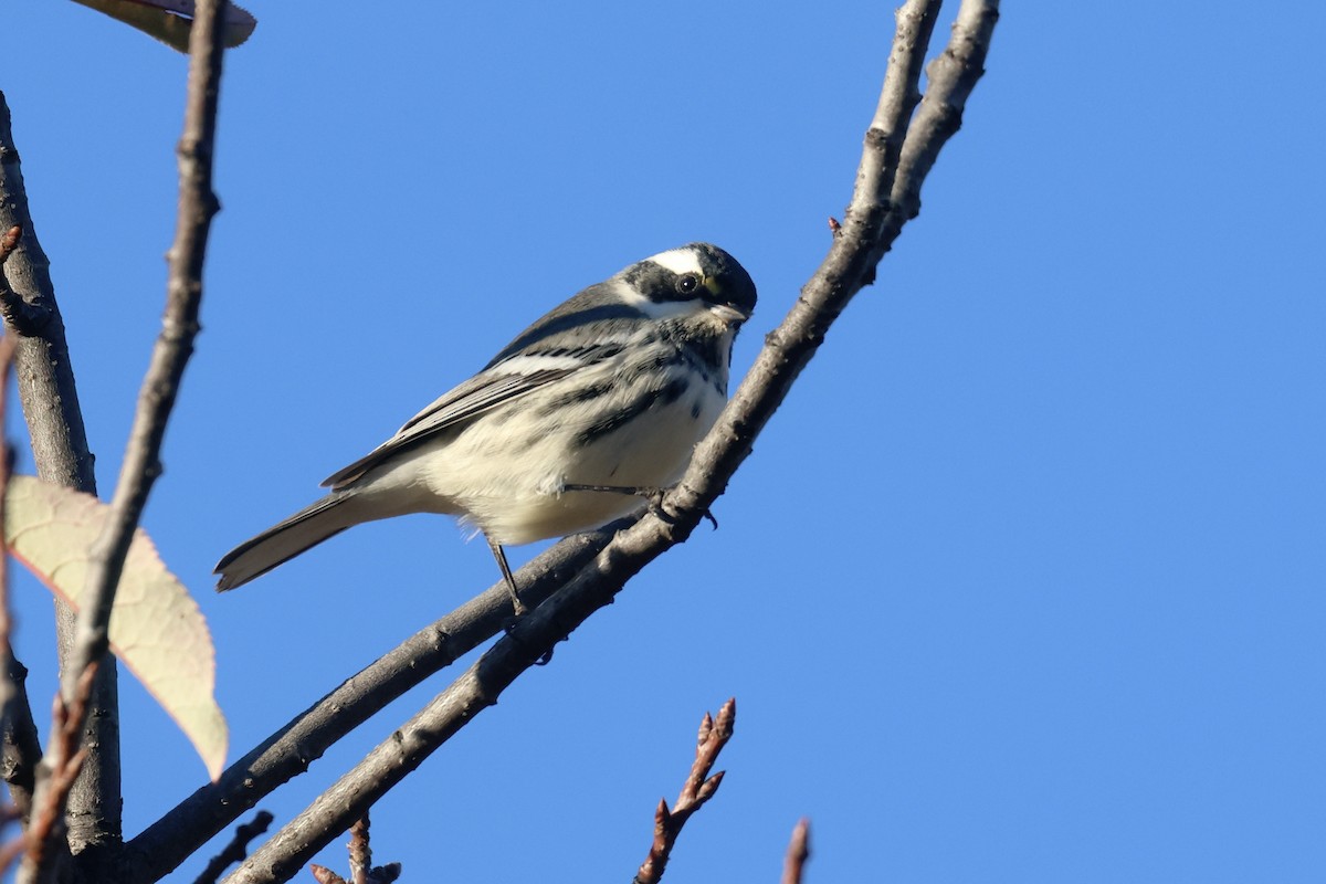 Black-throated Gray Warbler - ML609893137