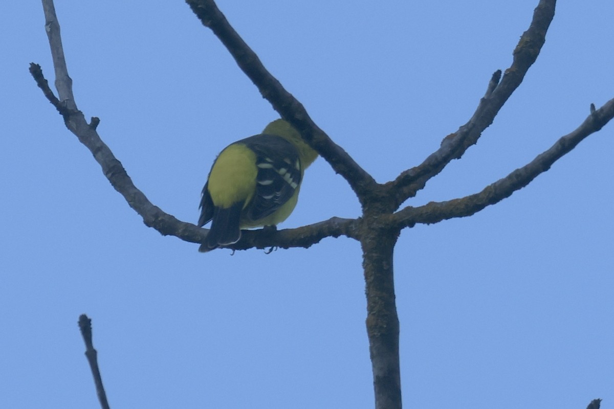 Western Tanager - Ryan Terrill