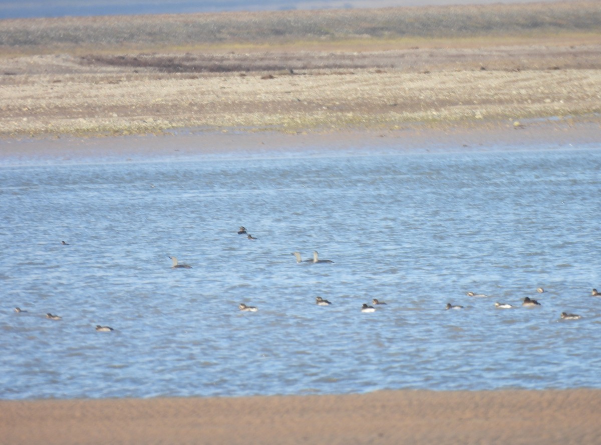 Red-throated Loon - ML609893172