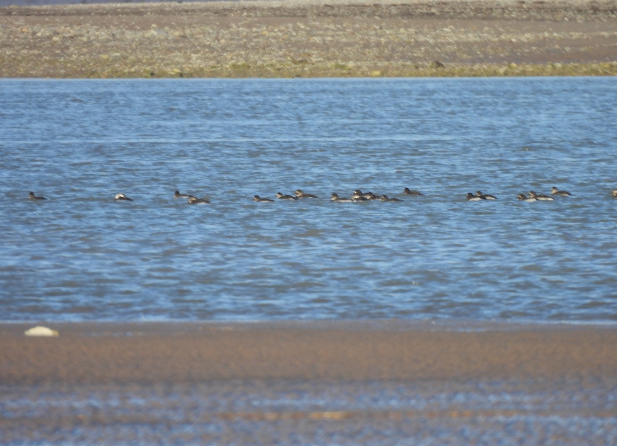 Long-tailed Duck - ML609893174