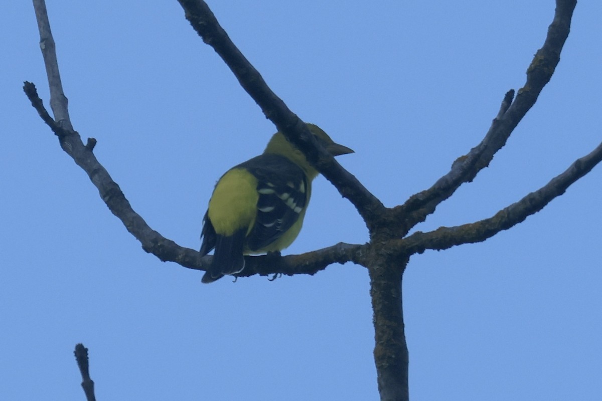 Western Tanager - ML609893179