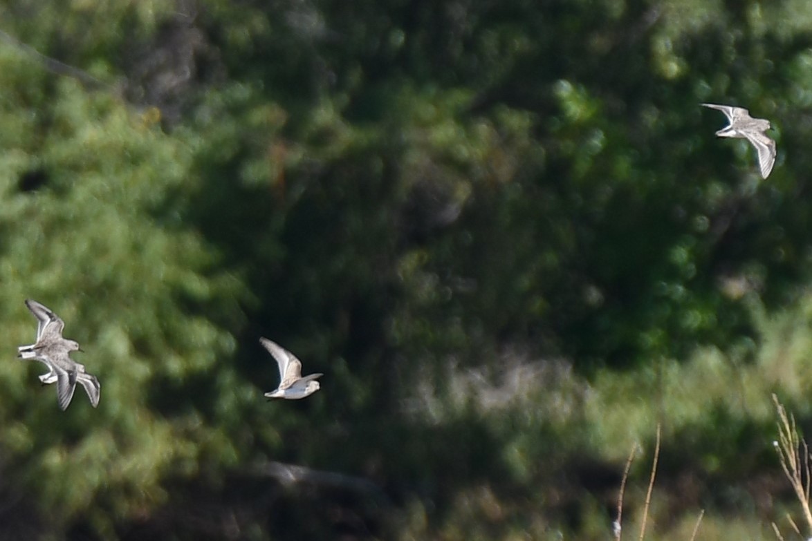 Bécasseau sanderling - ML609893228