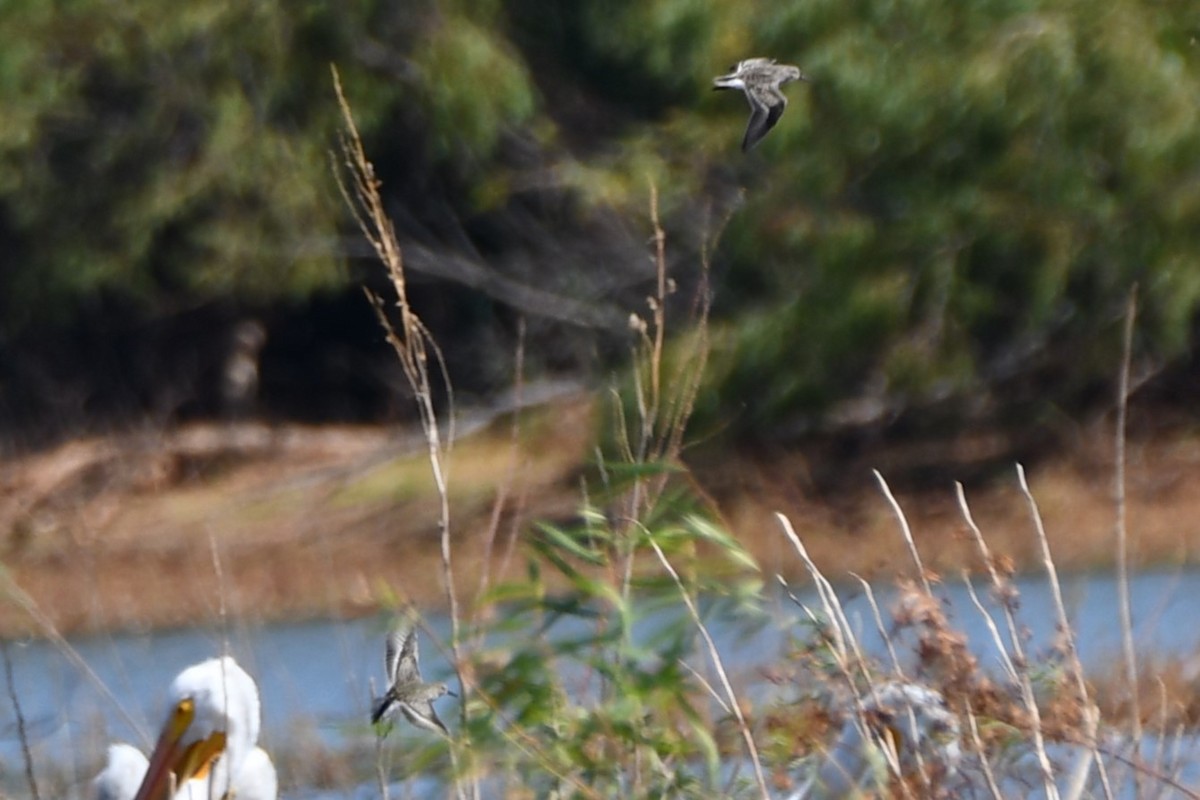 Bécasseau sanderling - ML609893229