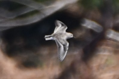 Bécasseau sanderling - ML609893230