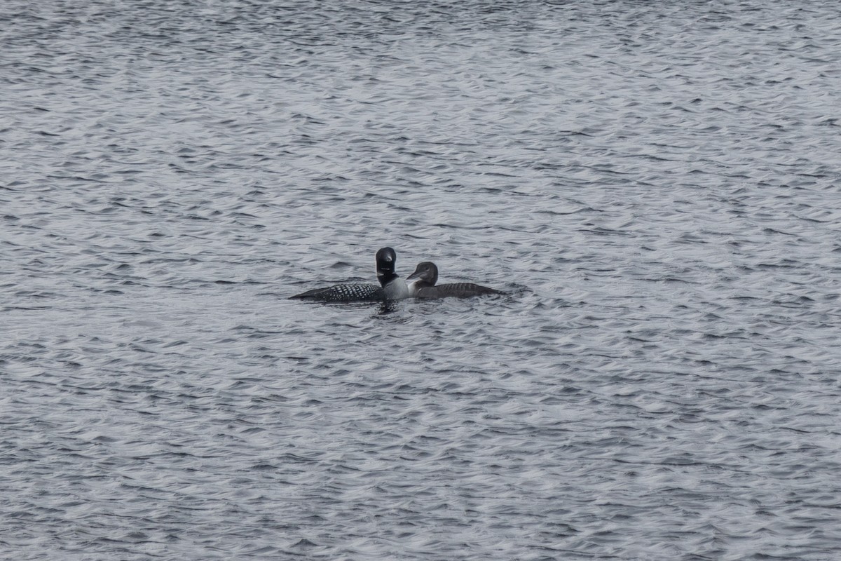 Common Loon - ML609893258