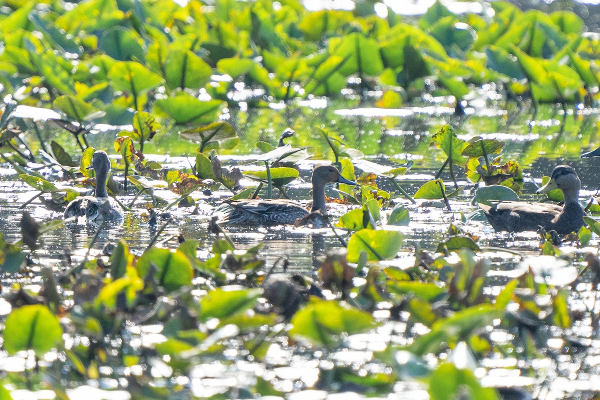 Northern Pintail - ML609893331