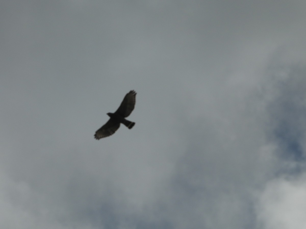 Gray Hawk - ML609893453