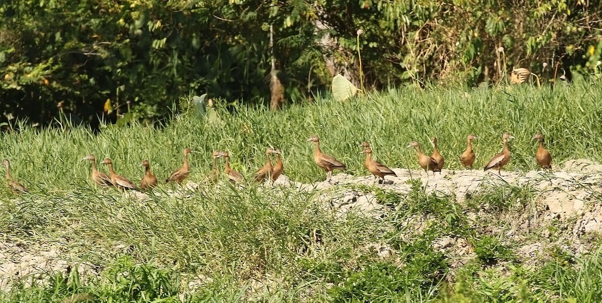 Black-bellied Whistling-Duck - ML609893457